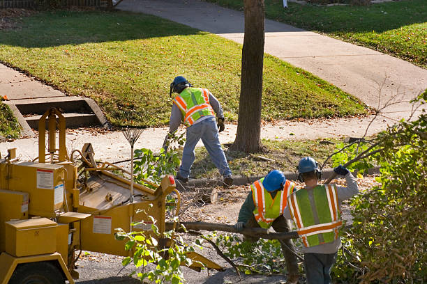 Best Affordable Tree Cutting  in Manchester, WA